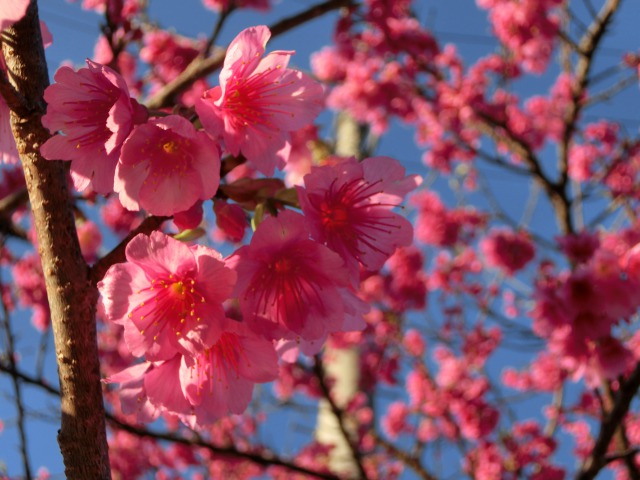 沖縄の桜は緋寒桜 ヒカンザクラ 特徴と開花する時期や見ごろを紹介 おきとくブログ