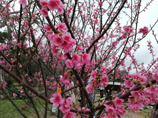19年 雨の日の今帰仁グスク桜まつりは楽しめる 開花状況についても おきとくブログ